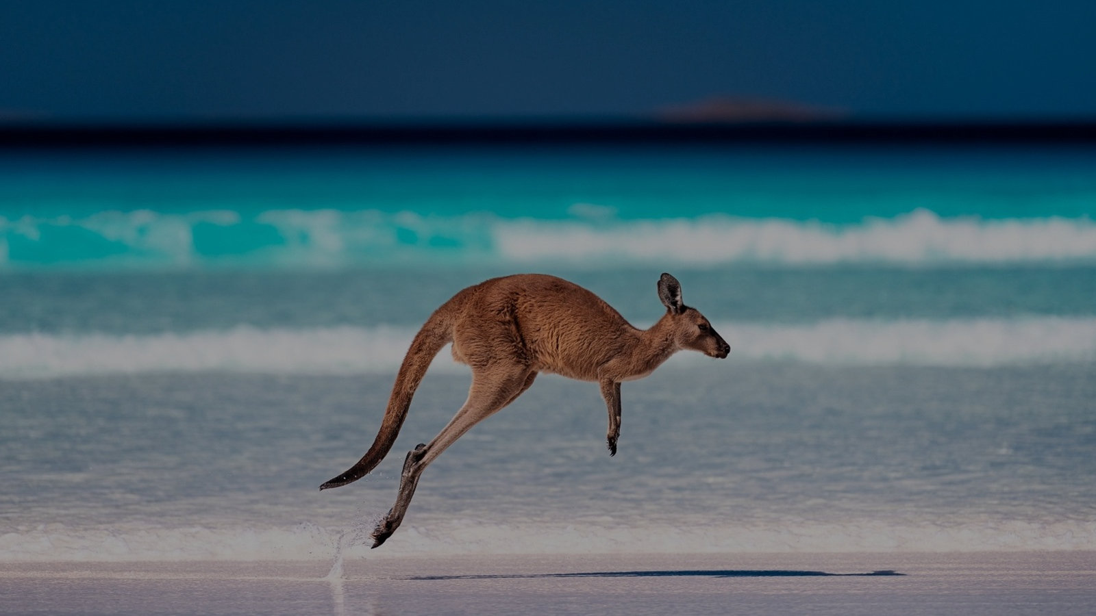 Kangaroo on an Australian beach